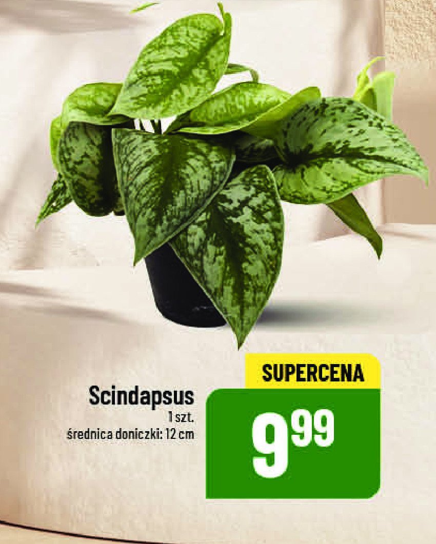 Scindapsus promocja