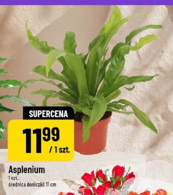 Asplenium promocja w POLOmarket