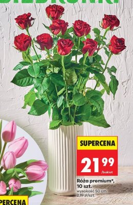Róża premium, 10 szt. promocja w Biedronka