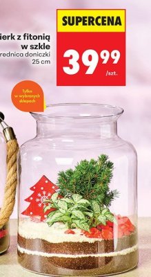 Świerk z fitonią w szkle, średnica doniczki 26 cm promocja w Biedronka