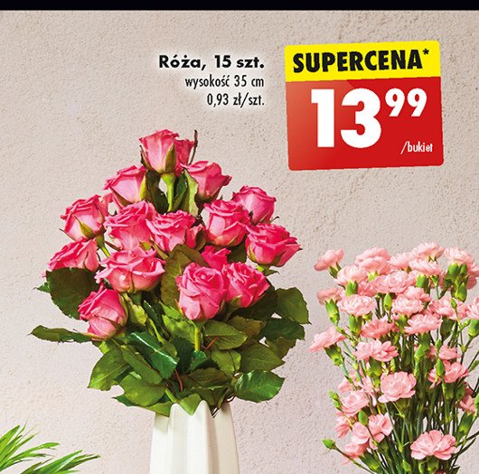 Róże 35 cm promocja