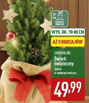 Świerk świąteczny GARDENLINE promocja w Aldi
