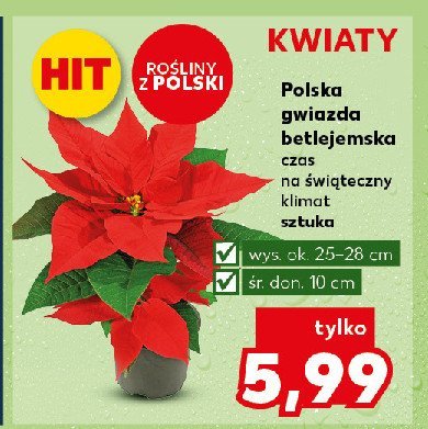 Gwiazda betlejemska don. 10 cm promocja w Kaufland