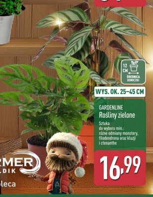 Rośliny zielone GARDENLINE promocja w Aldi