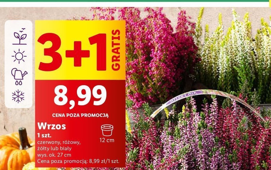 Wrzos różowy 12 cm promocja