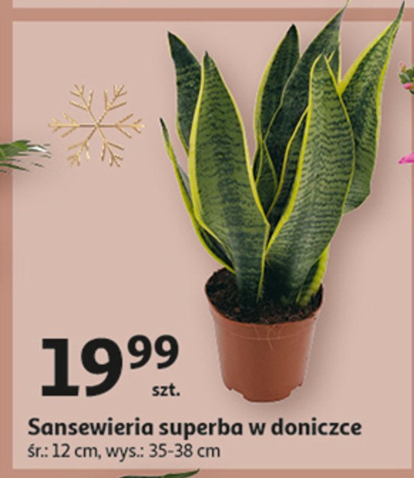 Sansewiera superba 12 cm promocja