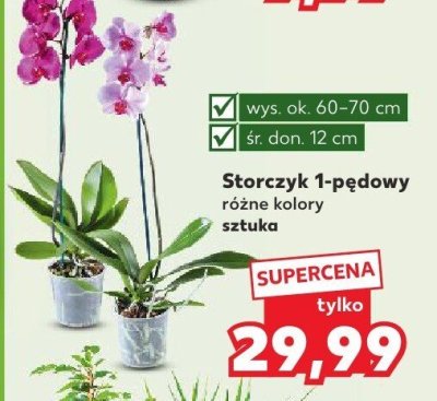 Storczyk 1-pędowy różne kolory promocja w Kaufland