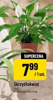 Roślina Skrzydłokwiat promocja w POLOmarket