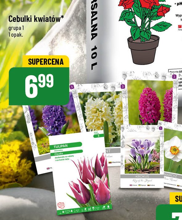 Cebulki kwiatowe gr 1 promocja