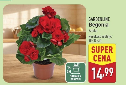 Begonia 14 cm GARDEN LINE promocja