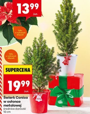 Świerk Conica w osłonce metalowej śr. doniczki 12cm promocja w Biedronka