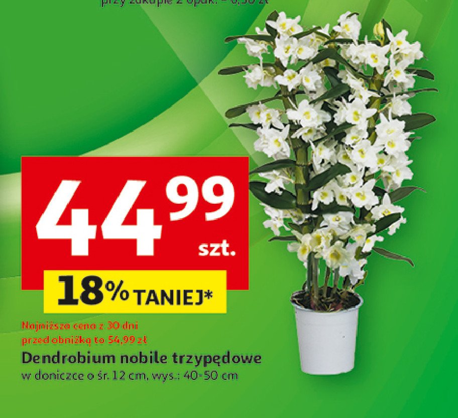 Dendrobium nobile promocja