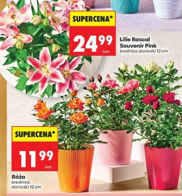 Lilie Rascal Souvenir Pink storczyk doniczka 12 cm promocja w Biedronka