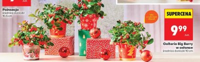 Kwiat Golteria Big Berry w osłonce promocja w Biedronka