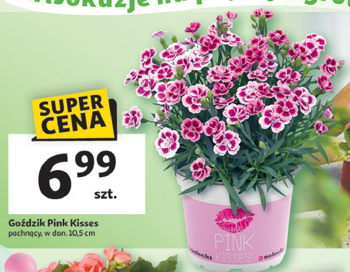 Goździk pink kisses promocja w Auchan