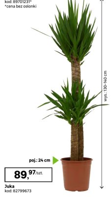 Roślina doniczkowa Juka promocja w Leroy Merlin