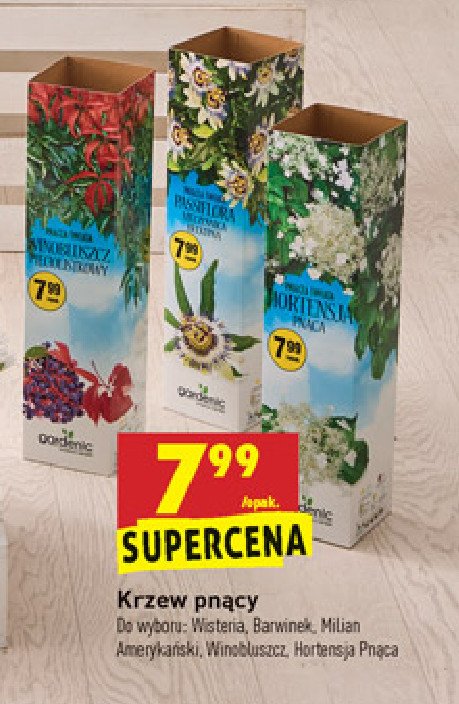 Krzew pn膮cy - hortensja pn膮ca Gardenic yard promocja