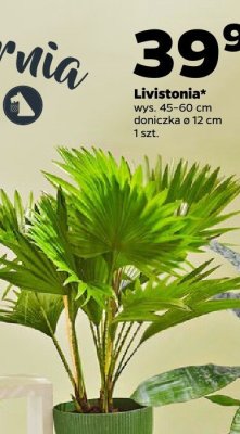 Livistonia promocja w Netto