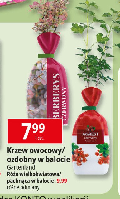 Krzew berberys Gartenland promocja