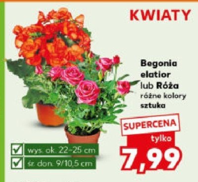 Begonia elatior różne kolory  promocja w Kaufland