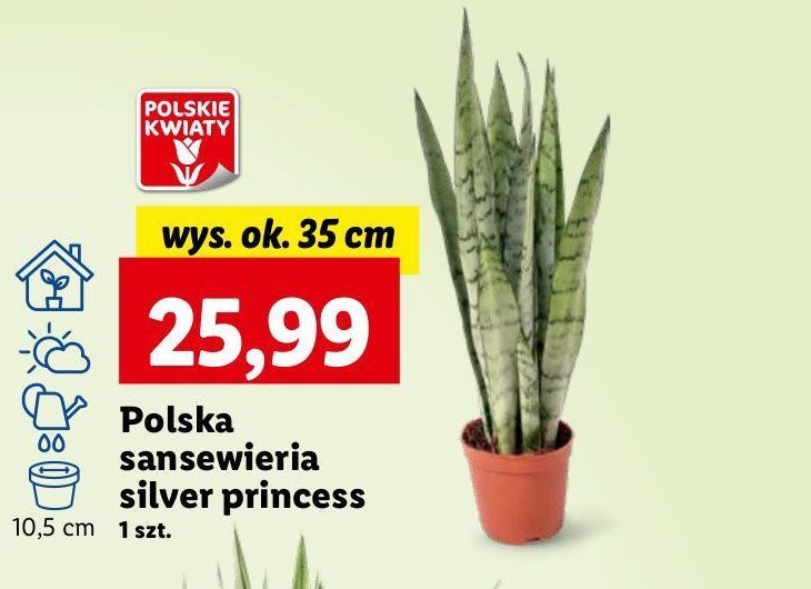 Sanseweria promocja