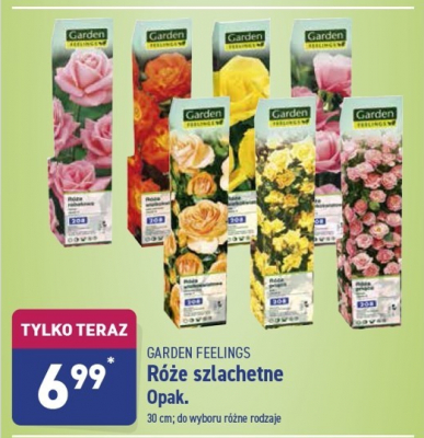 Róże szlachetne czerwone Garden feelings promocja