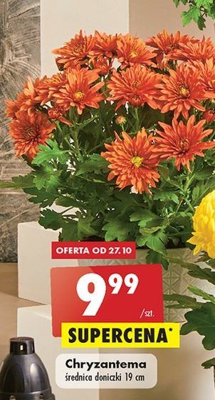 Chryzantema drobnokwiatowa w misie 19 cm promocja