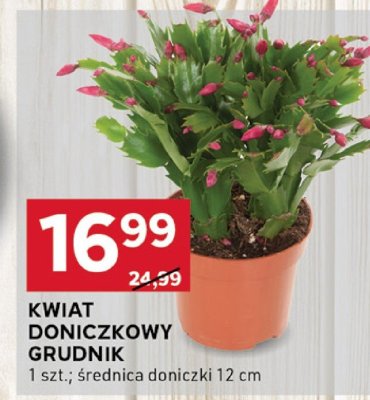 Kwiat doniczkowy grudnik promocja w Stokrotka