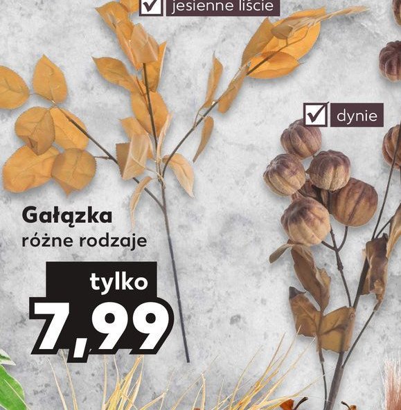 Ga艂膮zka dynie promocja