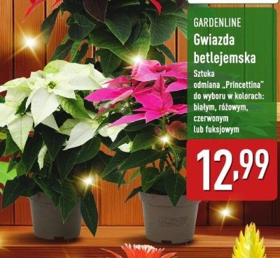 Gwiazda betlejemska wys. ok. 20-28 cm promocja w Aldi