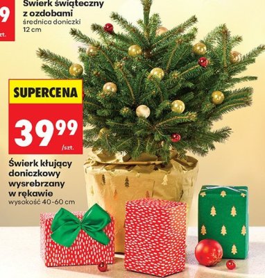 Świerk kłujący doniczkowy wysrebrzany w rękawie promocja w Biedronka