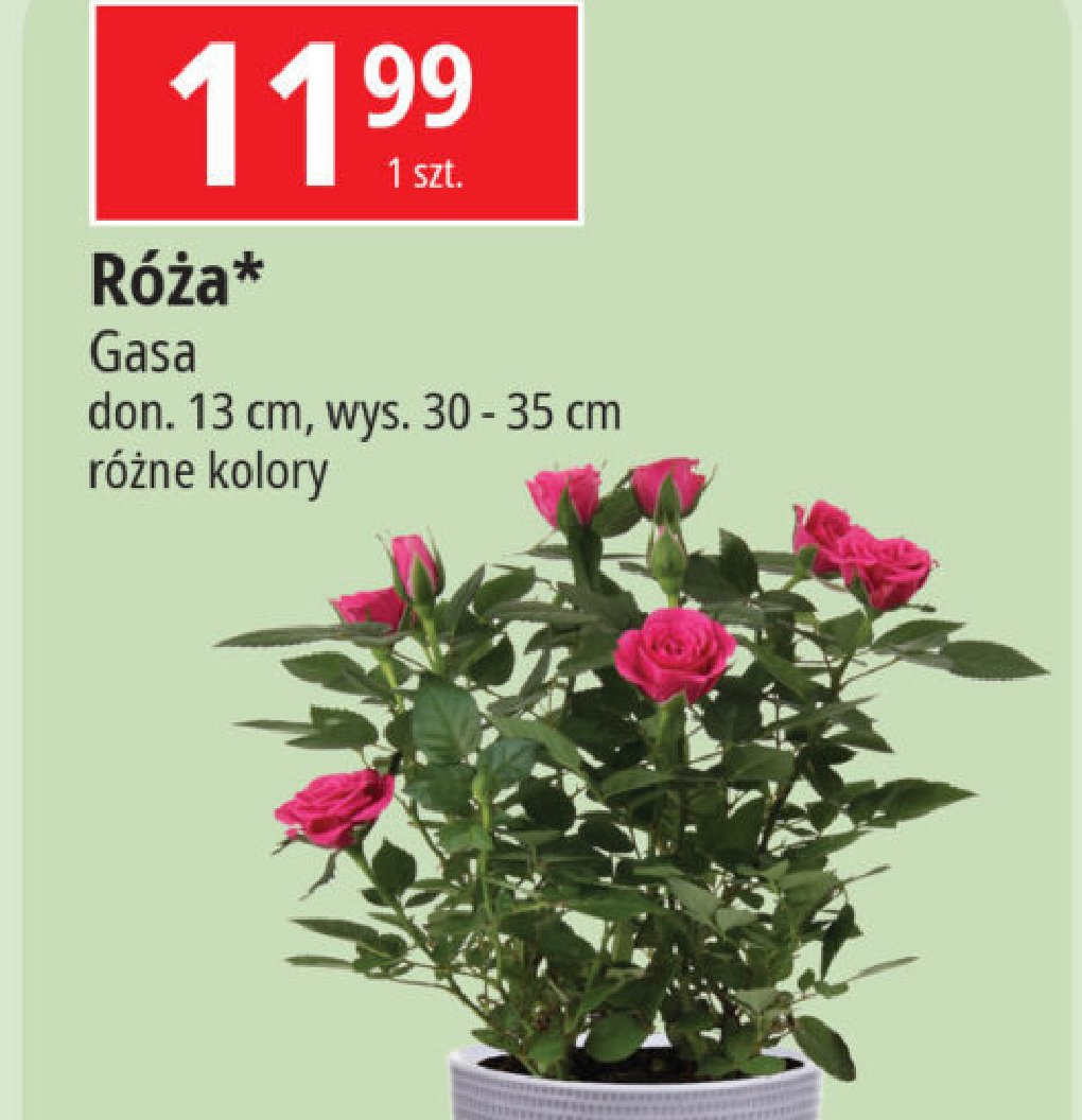 Różą Gasa promocja