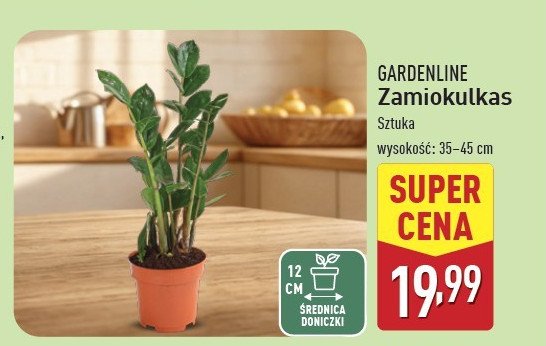 Zamiokulkas don. 12 cm GARDEN LINE promocja w Aldi