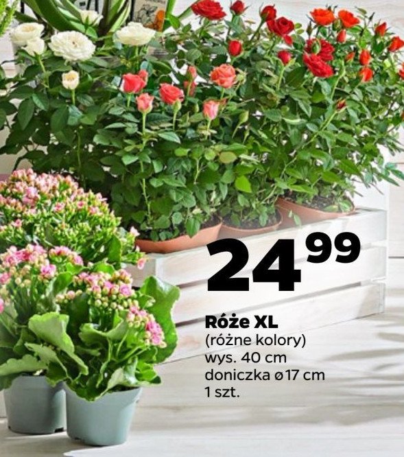 Róża xl promocja