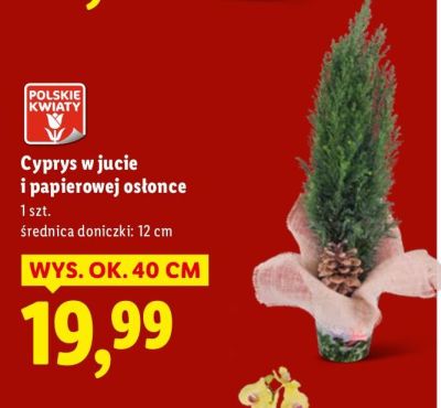 Cyprysy w jucie i papierowej osłonce promocja w Lidl