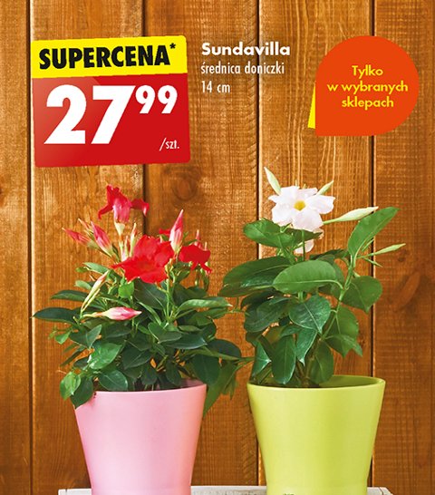 Sundavilla 14 cm promocja