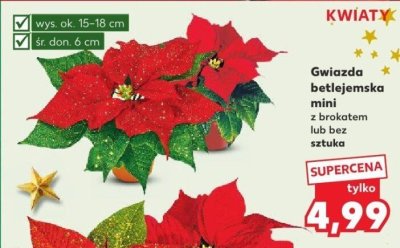 Gwiazda betlejemska mini z brokatem lub bez sztuka promocja w Kaufland