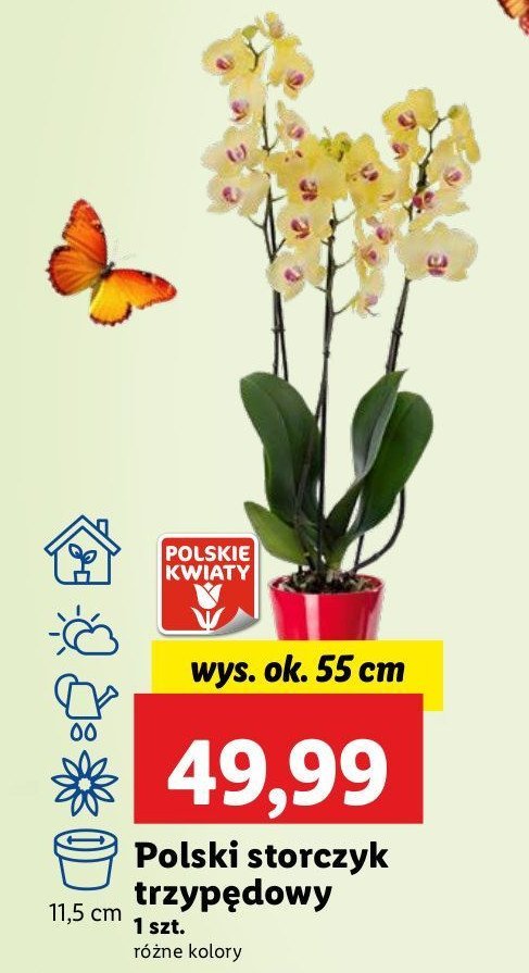 Storczyk 3-pędowy promocja w Lidl
