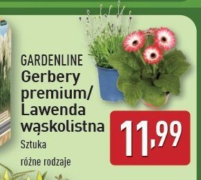 Gerbery premium wys. 20 cm GARDEN LINE promocja