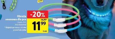 Obroża neonowa dla psa promocja w Intermarche