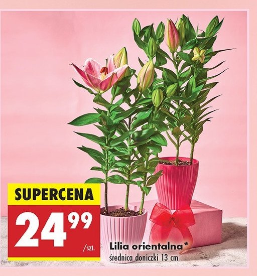 Lilia orientalna 13 cm promocja
