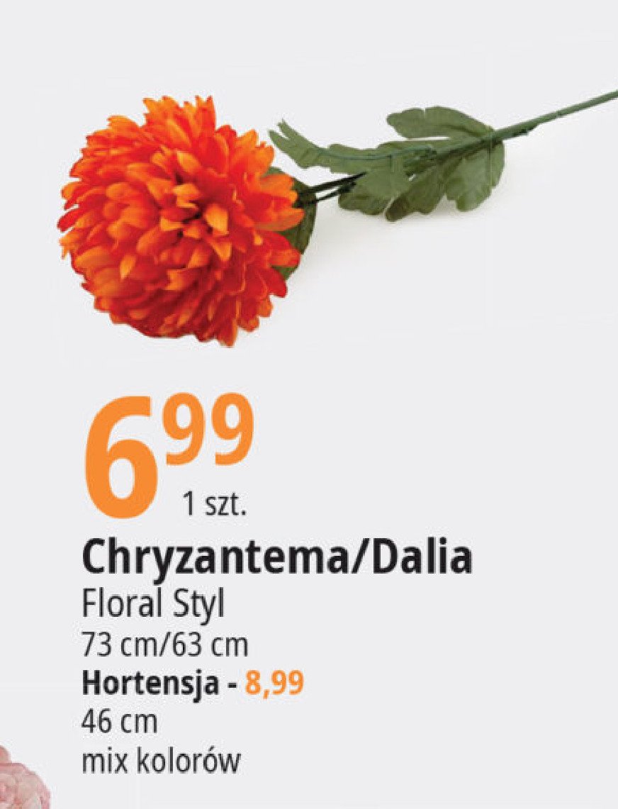 Chryzantema Floral styl promocja