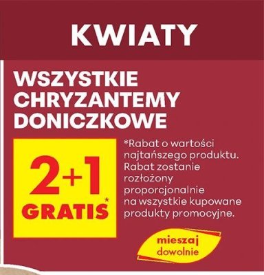 Wszystkie chryzantemy doniczkowe 2+1 gratis promocja w Biedronka