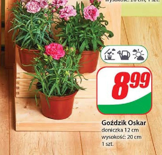 Go藕dzik oskar 12 cm promocja