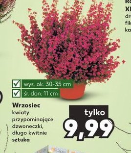 Wrzosiec promocja w Kaufland