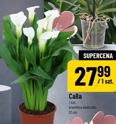 Calla promocja w POLOmarket