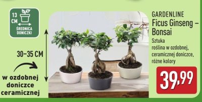 Ficus Ginseng - Bonsai 30-35 cm, różne kolory promocja w Aldi