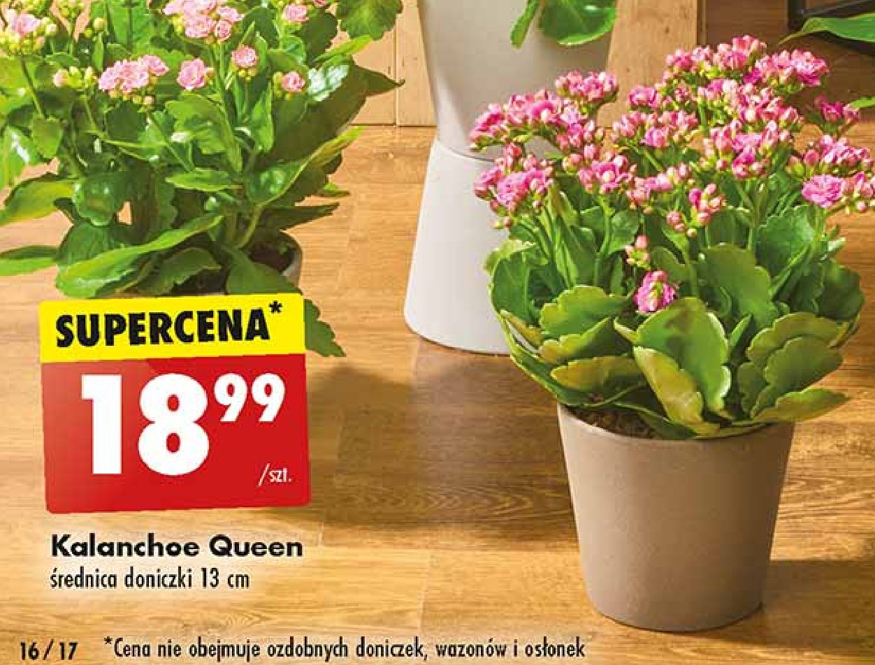 Kalanchoe don. 13 cm Queen (rośliny) promocja w Biedronka