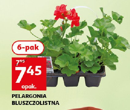 Pelargonia bluszczowa promocja