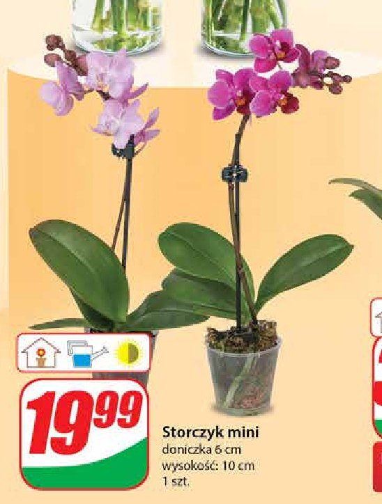 Storczyk mini promocja